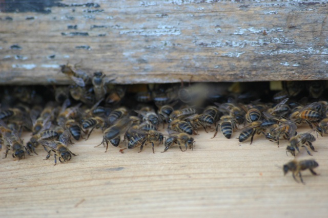 Why are my bees gathering at the entrance to the beehive?