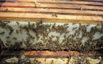 When should I add another box to my beehive?