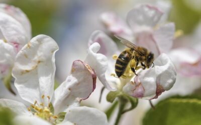 Flowering of the Apple tree