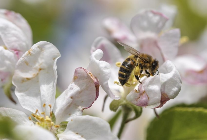 apple flower pollination bee contra costa california