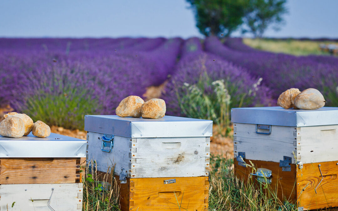 beehive lavender honey