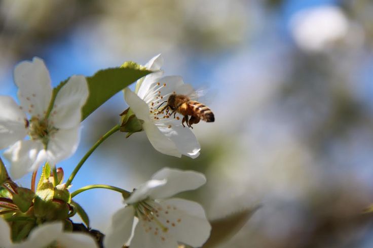 Flowering of the Cherry tree