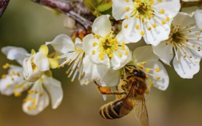 What is the best pollinator for apple trees?