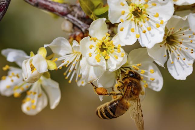 What is the best pollinator for apple trees?