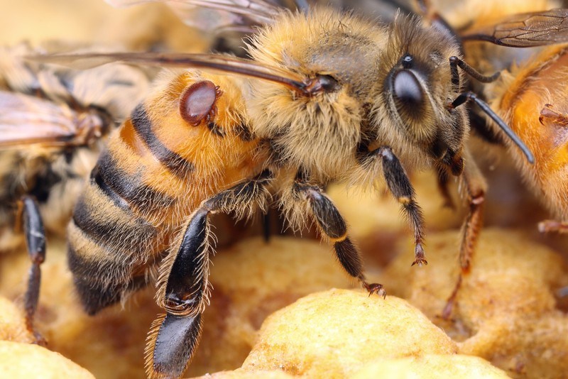 varroa-bee