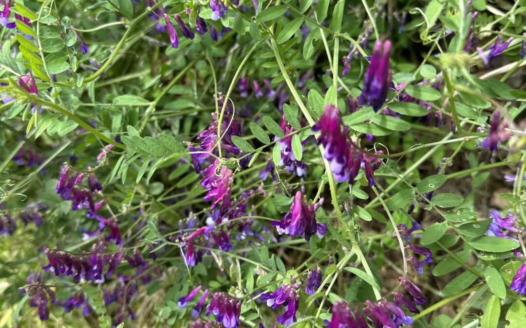 Blooming vetch