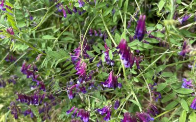 Flowering of the Vetch