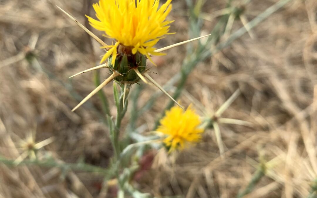 Yellow Star Thistle honey bee