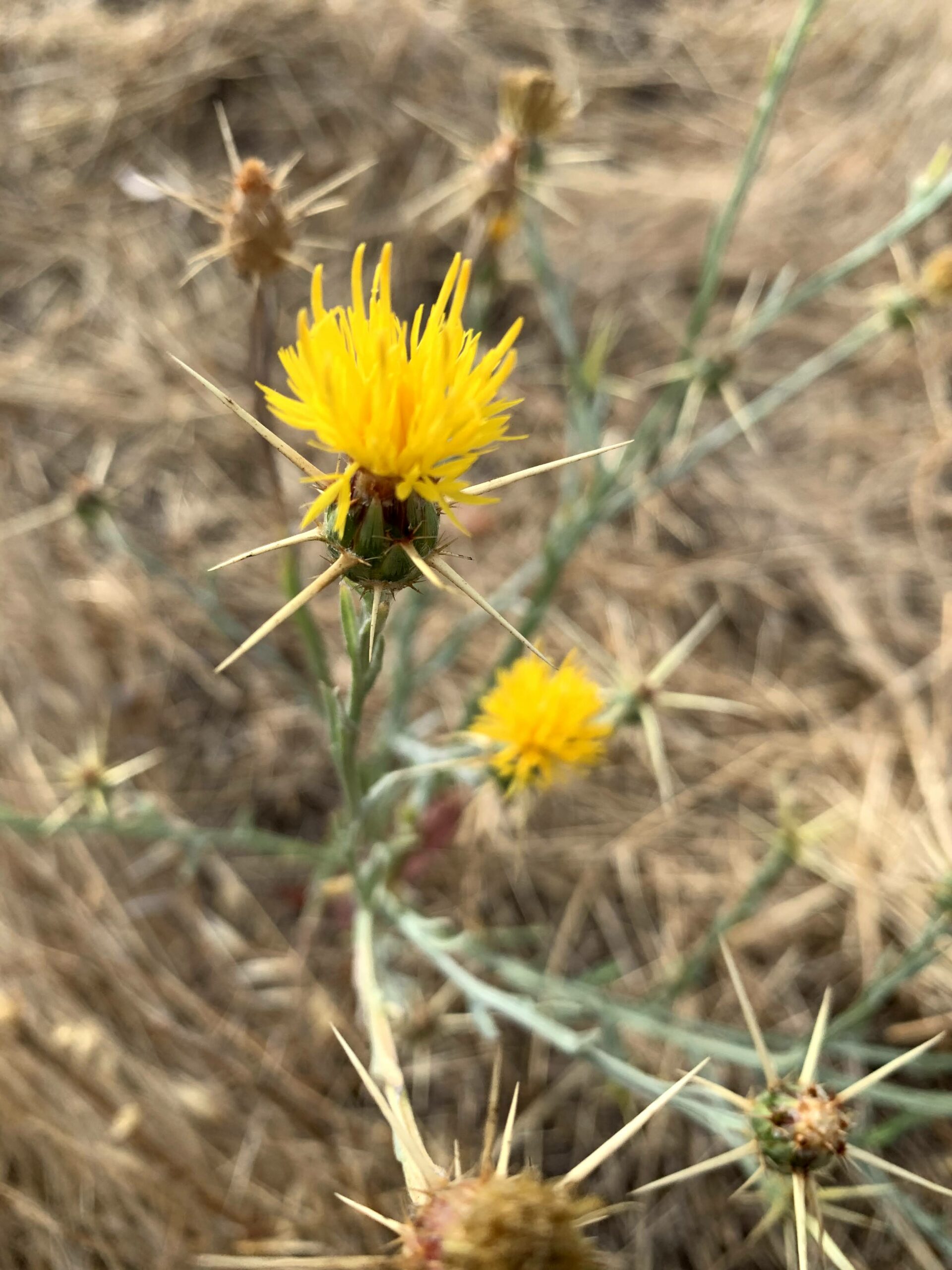 Flowering Of The Yellow Star Thistle Beeopic Beekeeping Flowering of the yellow star thistle beeopic beekeeping