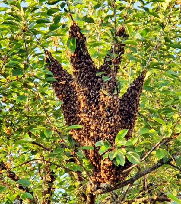 bee swarm