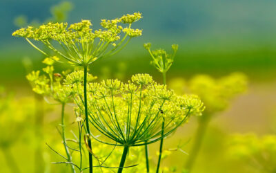 Flowering of the Fennel