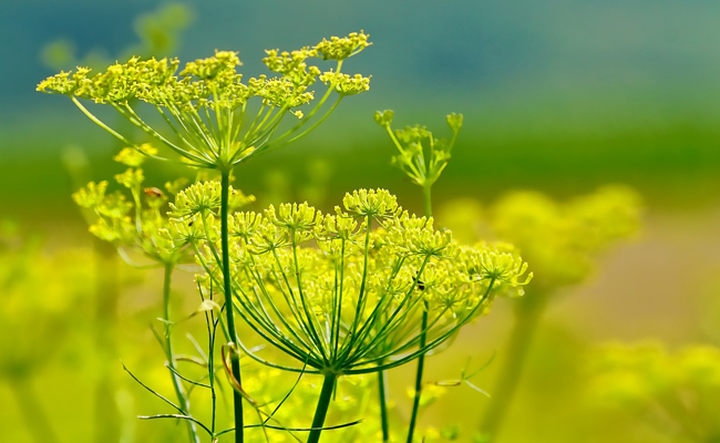 Flowering of the Fennel