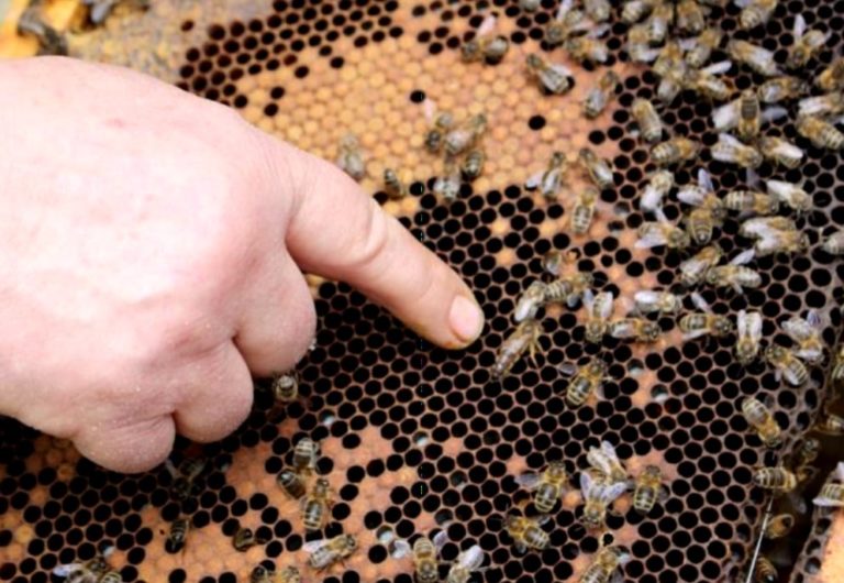 beehive records queen bee