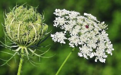 Flowering of the Wild Carrot