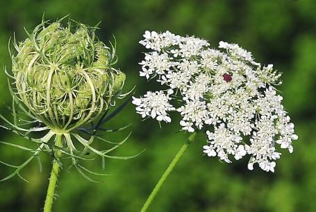 wild Carrot honey bee