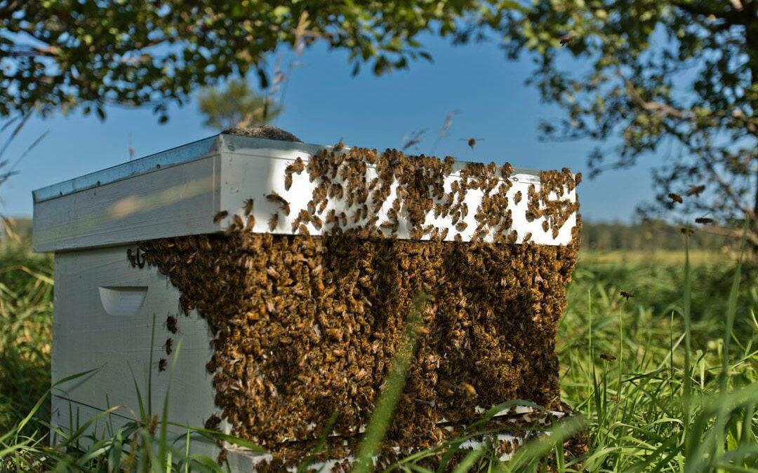 What to do at my beehive in July in Northern California