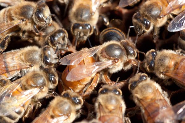 queen-bee-stop-laying