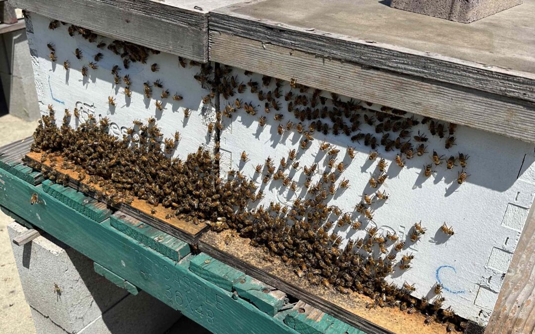 bee-hive-august-northern-california
