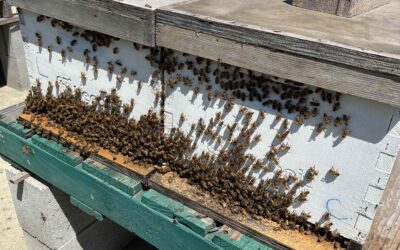 What to do at my beehive in August in Northern California