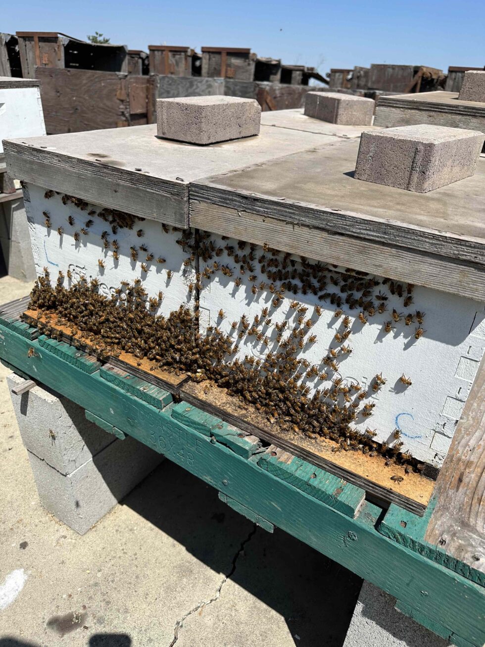 What to do at my beehive in August in Northern California Beeopic