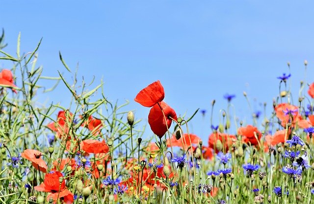 Which pollinator friendly native plants in my backyard garden in North California