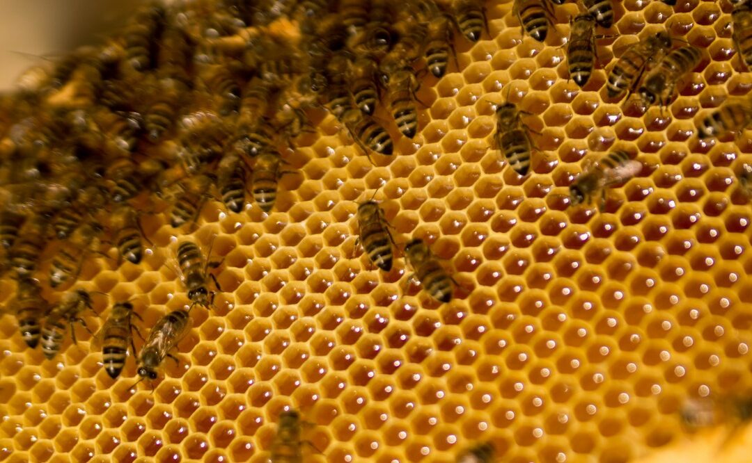 Can you harvest honey from a first year nuc?