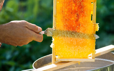 How do you extract honey at home?