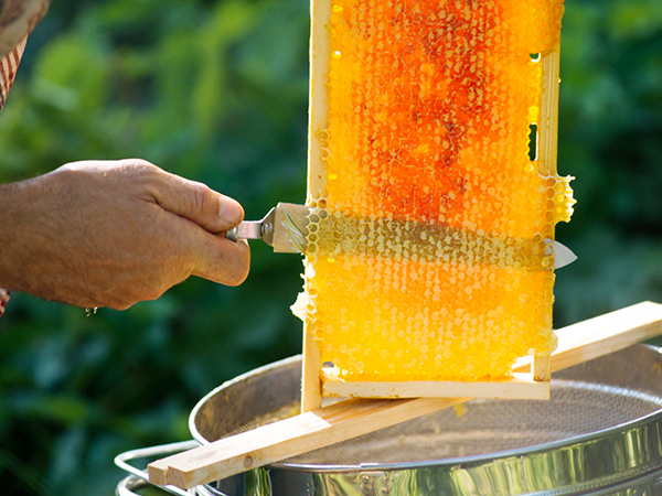 How do you extract honey at home?