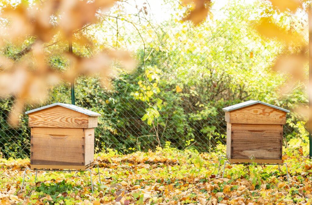 What to do at my beehive in November in Northern California?