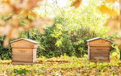 What to do at my beehive in November in Northern California?