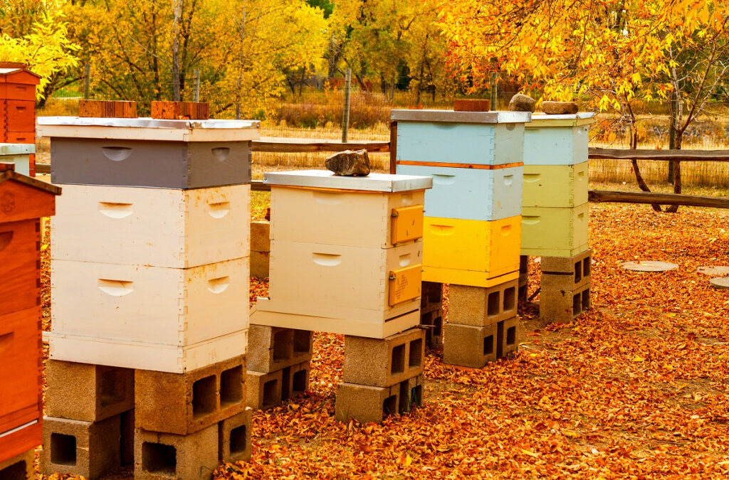 What to do at my beehive in December in Northern California?