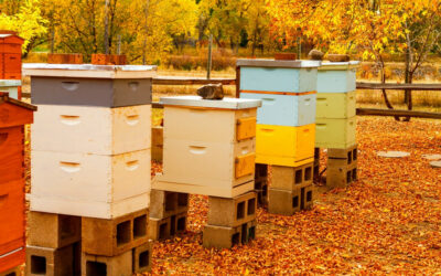 What to do at my beehive in December in Northern California?
