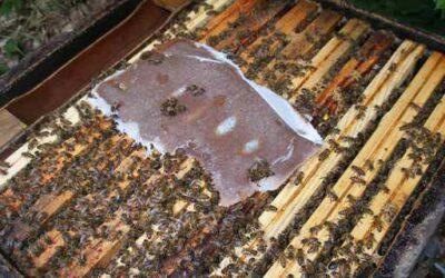 Can bees starve in spring?