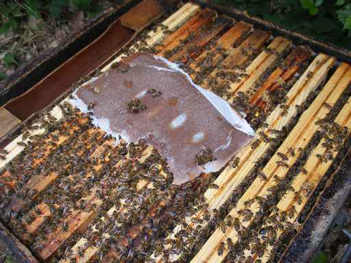 Can bees starve in spring?