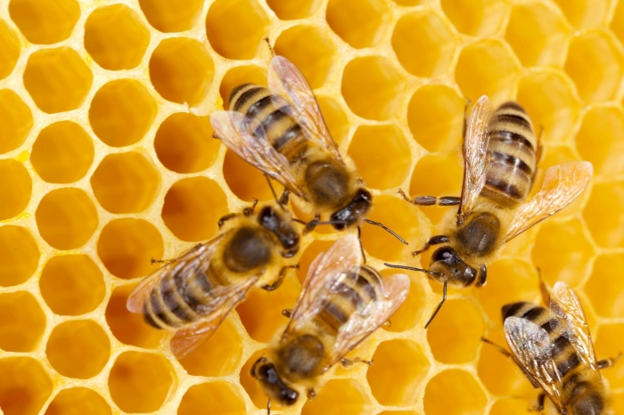 How do you buy live bees?
