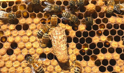 What to do when I see Queen Cells in my beehive