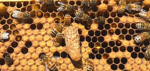 What to do when I see Queen Cells in my beehive