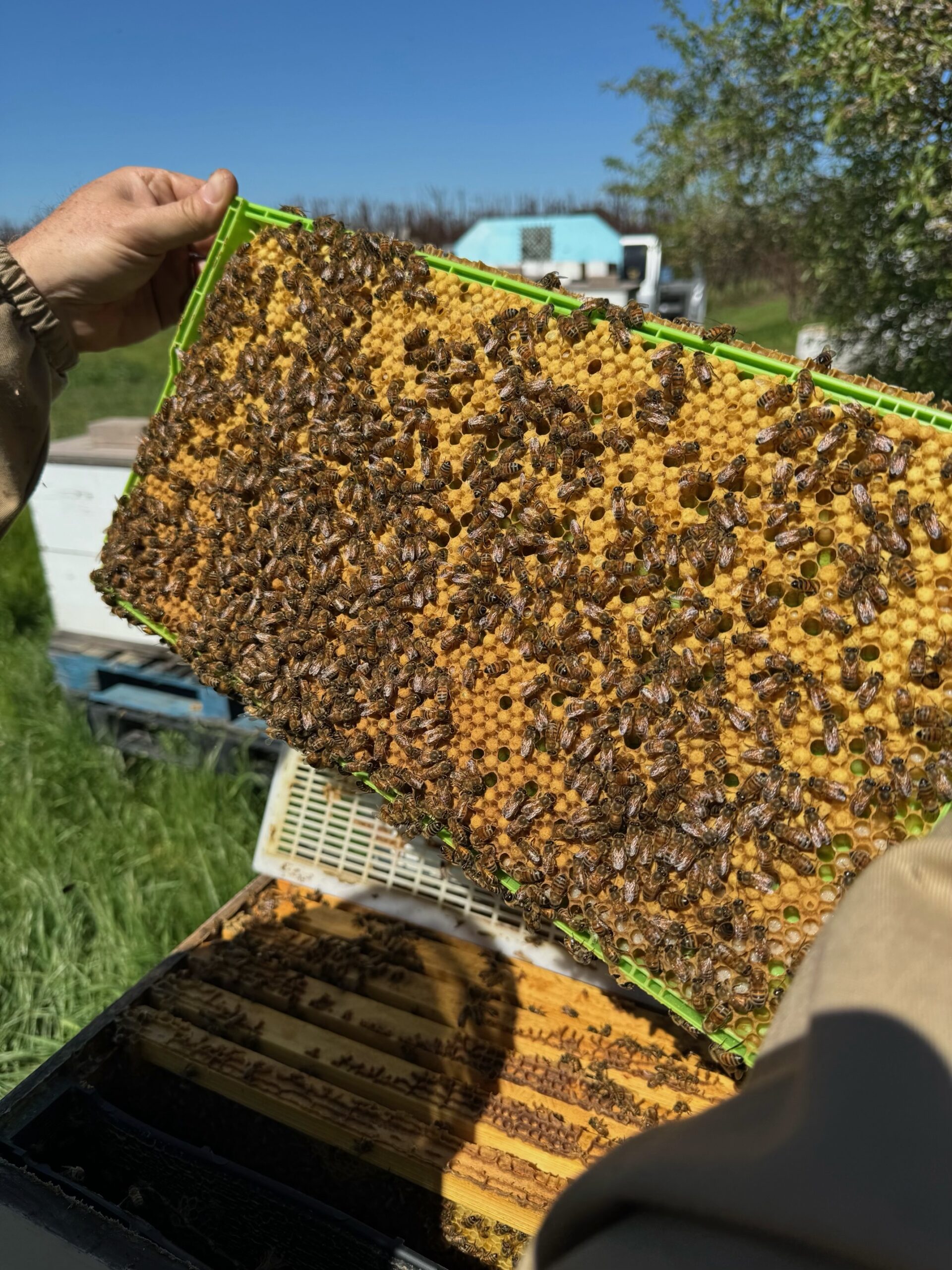 How do you trap varroa mites with a frame of drone? - Beeopic Beekeeping