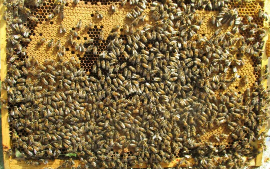 beehive in March in Bay Area California