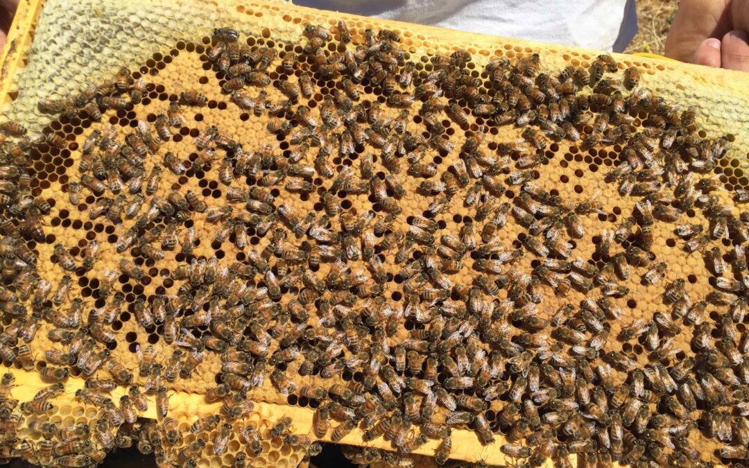 bee brood nuc