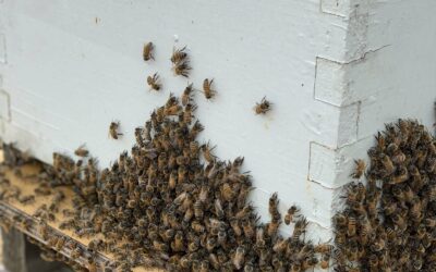 What to do at my beehive in April in Bay Area California?