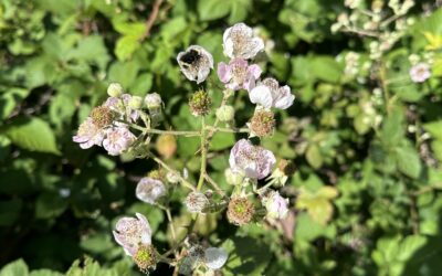 Flowering of the Blackberries