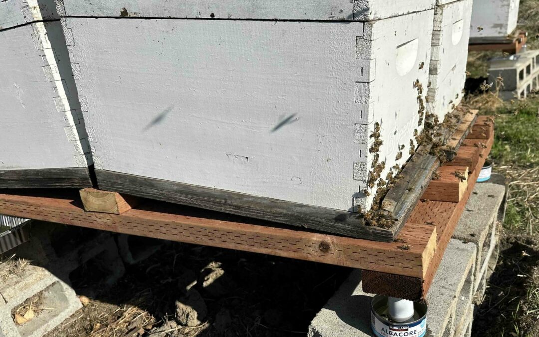 rid of ants-harming bees hive