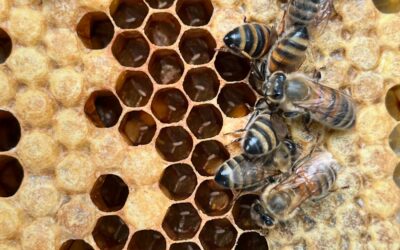 What to Do in Your Beehive in August in the San Francisco Bay Area