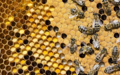 What to Do in Your Beehive in September in the San Francisco Bay Area