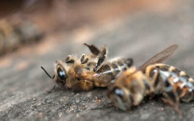 Do We Have Winter Bees in the San Francisco Bay Area?