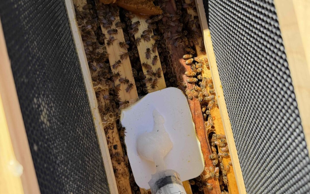 🍯 Fall Varroa Treatment in the San Francisco Bay Area 🐝