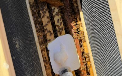 🍯 Fall Varroa Treatment in the San Francisco Bay Area 🐝