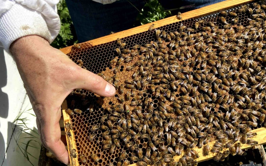 October Beekeeping in the Bay Area: Preparing Our Bees for Winter