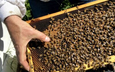 October Beekeeping in the Bay Area: Preparing Our Bees for Winter
